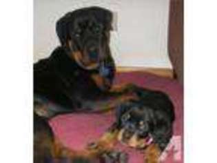 Rottweiler Puppy for sale in BEND, OR, USA