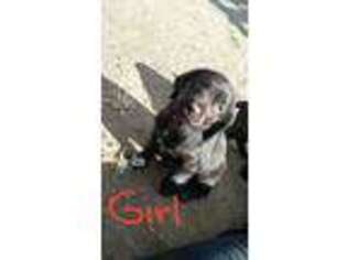 Boykin Spaniel Puppy for sale in Wheatland, WY, USA