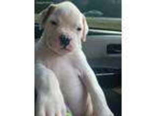 American Bulldog Puppy for sale in Bessemer, AL, USA
