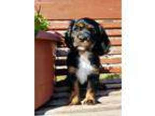 Cavalier King Charles Spaniel Puppy for sale in Palmer, TX, USA