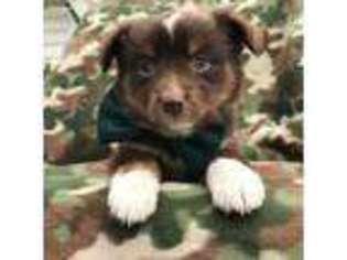 Miniature Australian Shepherd Puppy for sale in Narvon, PA, USA