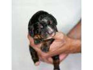 Mutt Puppy for sale in Folsom, LA, USA