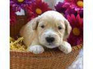 Goldendoodle Puppy for sale in NEWBERG, OR, USA