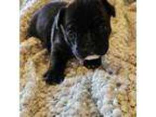 French Bulldog Puppy for sale in Romulus, MI, USA