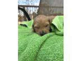 Goldendoodle Puppy for sale in Weatherford, TX, USA