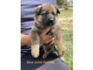 German Shepherd Dog Puppy for sale in Commerce City, CO, USA