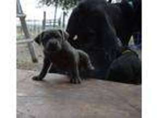 Cane Corso Puppy for sale in Susanville, CA, USA