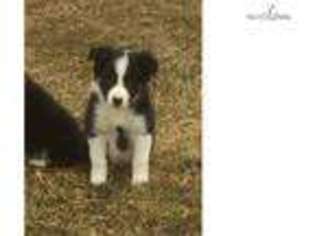 Border Collie Puppy for sale in Lansing, MI, USA