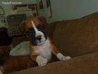 Boxer Puppy for sale in Enumclaw, WA, USA