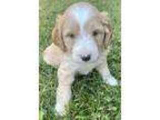 Goldendoodle Puppy for sale in New Albany, IN, USA
