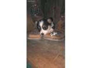 Pembroke Welsh Corgi Puppy for sale in La Russell, MO, USA
