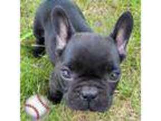 French Bulldog Puppy for sale in Forest City, IA, USA