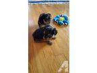 Yorkshire Terrier Puppy for sale in CANYON LAKE, TX, USA