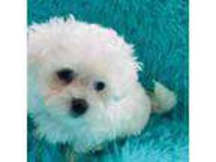 Maltese Puppy for sale in Eagleville, PA, USA