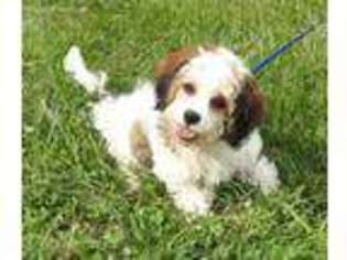 Cavachon Puppy for sale in Knoxville, TN, USA