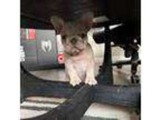 French Bulldog Puppy for sale in Bristol, CT, USA