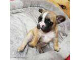 French Bulldog Puppy for sale in Stanton, KY, USA
