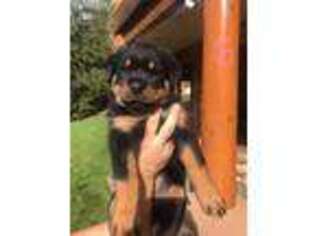 Rottweiler Puppy for sale in Deming, WA, USA
