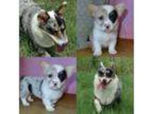 Pembroke Welsh Corgi Puppy for sale in Kingsbury, TX, USA