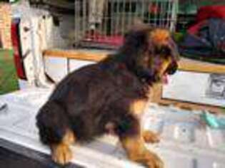 German Shepherd Dog Puppy for sale in Azle, TX, USA