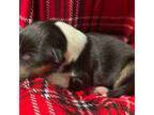 Collie Puppy for sale in Charleston, WV, USA