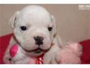Bulldog Puppy for sale in Champaign, IL, USA