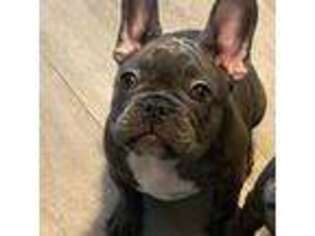 French Bulldog Puppy for sale in Dallas, TX, USA