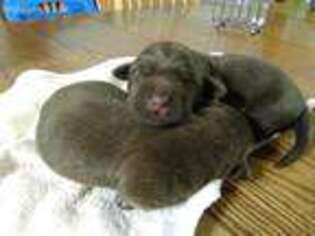 Labrador Retriever Puppy for sale in Cadott, WI, USA