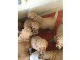 Goldendoodle Puppy for sale in Zwingle, IA, USA