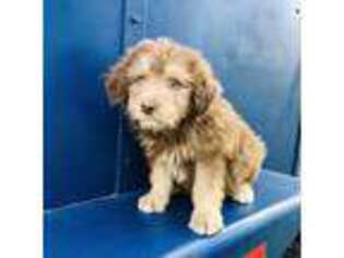 Border Collie Puppy for sale in Jemison, AL, USA
