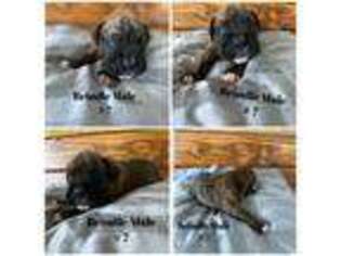 Boxer Puppy for sale in Huntington, UT, USA