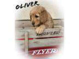 Goldendoodle Puppy for sale in Divide, CO, USA