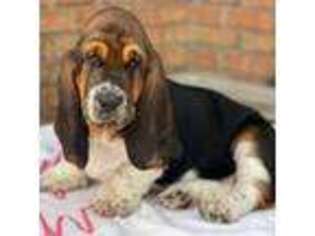 Basset Hound Puppy for sale in Nashville, NC, USA