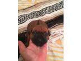 Rhodesian Ridgeback Puppy for sale in Buckeye, AZ, USA
