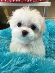 Maltese Puppy for sale in Fullerton, CA, USA