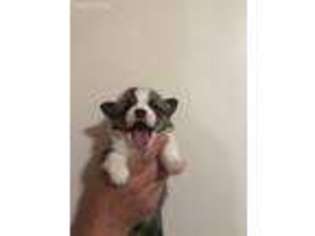 Pembroke Welsh Corgi Puppy for sale in Campbellsville, KY, USA