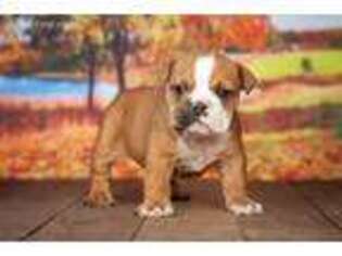 Bulldog Puppy for sale in Addison, MI, USA