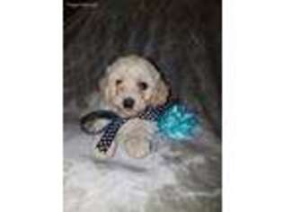 Goldendoodle Puppy for sale in Atlanta, GA, USA