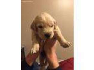 Golden Retriever Puppy for sale in Casper, WY, USA