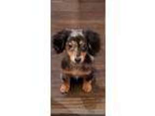 Dachshund Puppy for sale in Jackson Heights, NY, USA