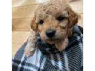 Mutt Puppy for sale in Churchville, MD, USA