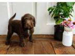 Labradoodle Puppy for sale in Lebanon, PA, USA