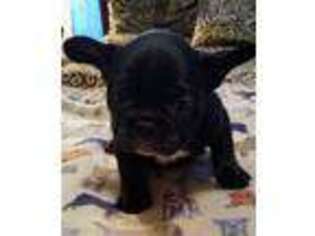 French Bulldog Puppy for sale in Lawrence, NE, USA