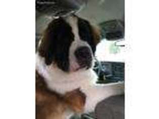 Saint Bernard Puppy for sale in Andover, MA, USA