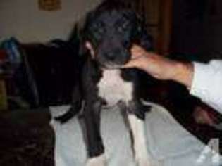 Great Dane Puppy for sale in LAURELTON, PA, USA