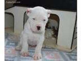 Dogo Argentino Puppy for sale in Rising Sun, MD, USA
