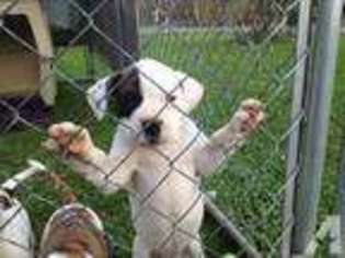 American Bulldog Puppy for sale in SYRACUSE, NY, USA