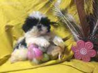 Mutt Puppy for sale in Broken Arrow, OK, USA