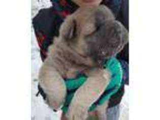 Chow Chow Puppy for sale in Irvine, KY, USA