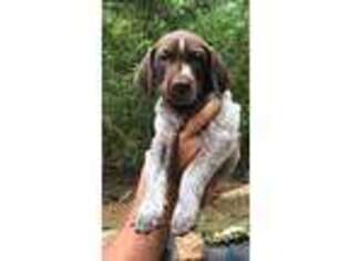 German Shorthaired Pointer Puppy for sale in Keysville, GA, USA